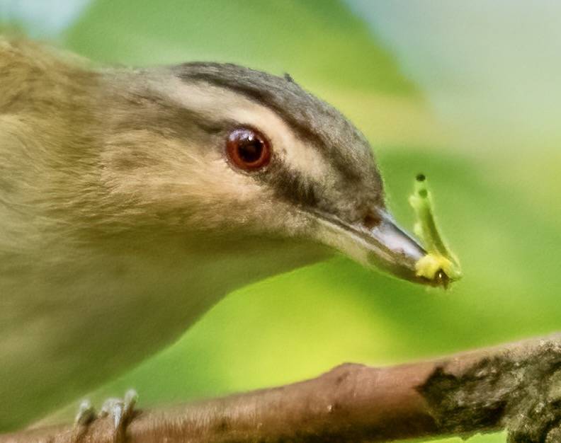 Red-eyed vireo with food in Prospect Park (72717) by Rhododendrites is licensed under CC BY-SA 4.0.